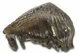 Woolly Mammoth Upper M Molar - North Sea Deposits #298475-3
